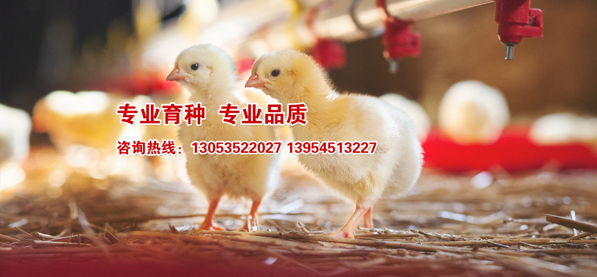海陽鴻牧種雞有限公司